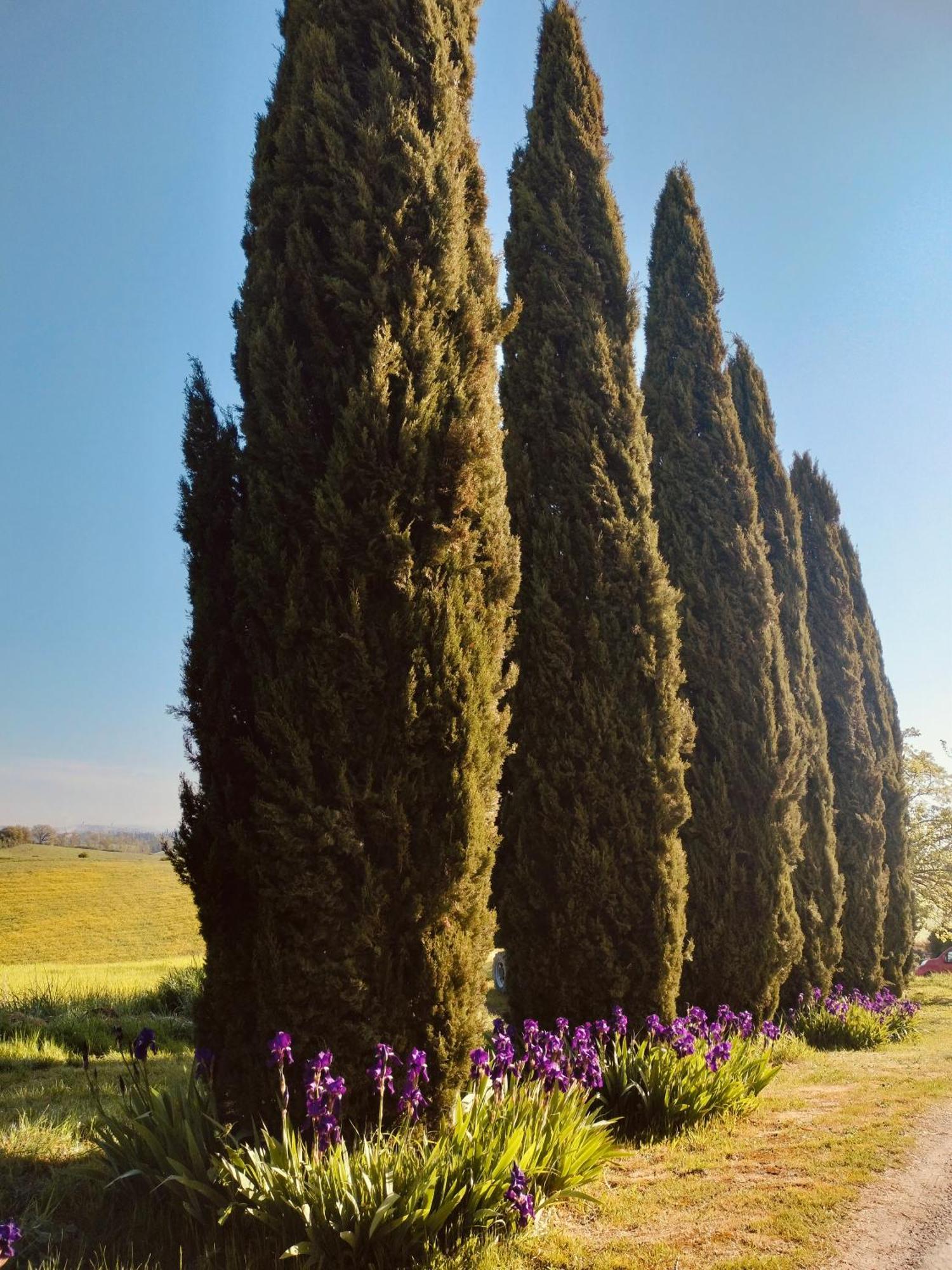 Villa Podere Cartaio Bio Estate Pool Airc 圣罗科阿费力 外观 照片